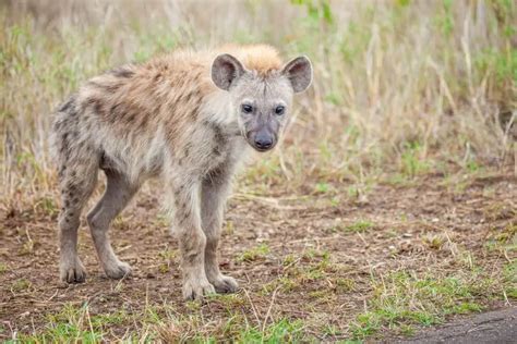 Hyena Vs Tiger Who Would Win Strength Comparison And Facts