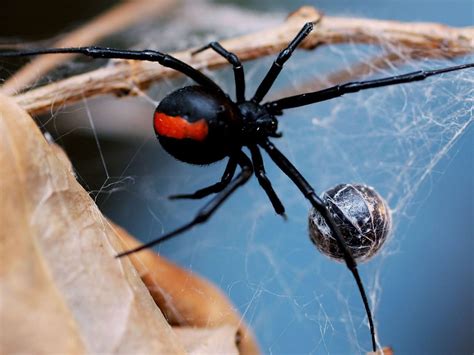 5 Deadliest Spiders In The World Glendale Symphony Pest Control
