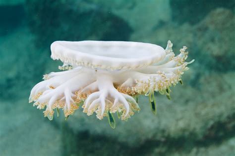 Mangrove Jellyfish Flickr Photo Sharing