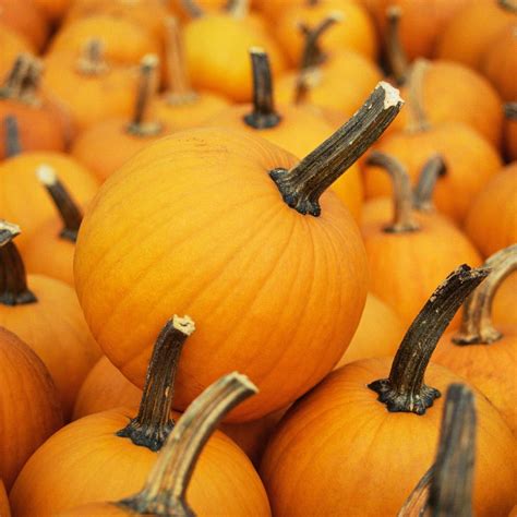 Pumpkin- Small Sugar seeds | TheSeedCollection