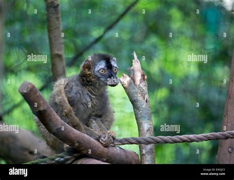 A Monkey In Paignton Zoo Devon Stock Photo Alamy