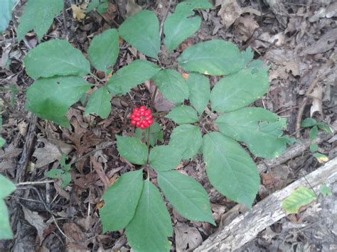 Identifying And Selling Wild Ginseng Video — The Hunting Page