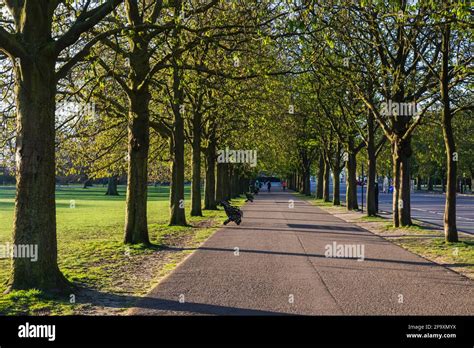 England London Greenwich Greenwich Park Avenue Of Trees Stock Photo