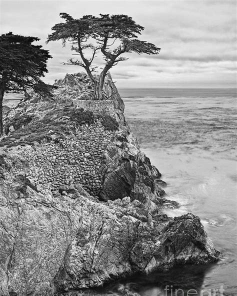 Lone Cypress Print Featuring The Photograph Keeping Watch Famous Lone