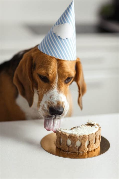 Birthday For A Dog Of Breed Beagle Happy Dog Eats Delicious Cake And