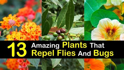 13 Amazing Plants That Repel Flies And Bugs