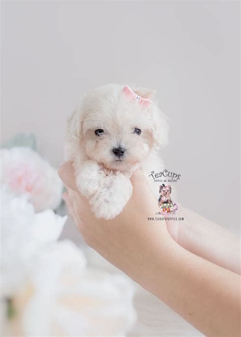 White Teacup Maltipoo Puppies