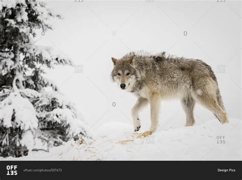 Captive Adult Female Tundra Wolf In Winter Alaska Wildlife