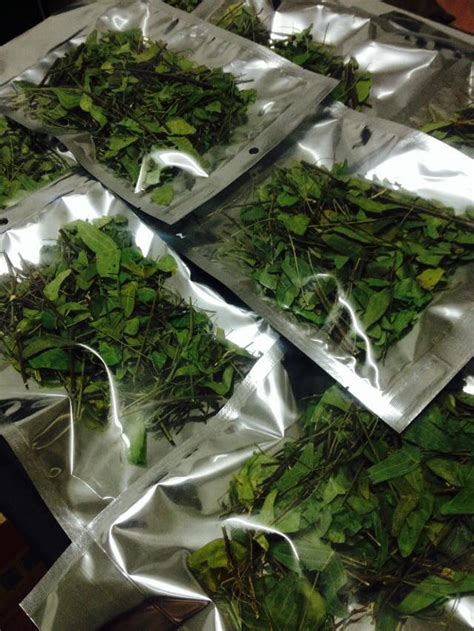 Maybe you would like to learn more about one of these? POKOK RERAMA HIJAU: DAUN RERAMA KERING