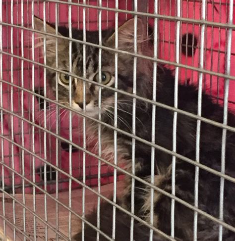 Slfco Looking For Appropriate Home For Rally Cat