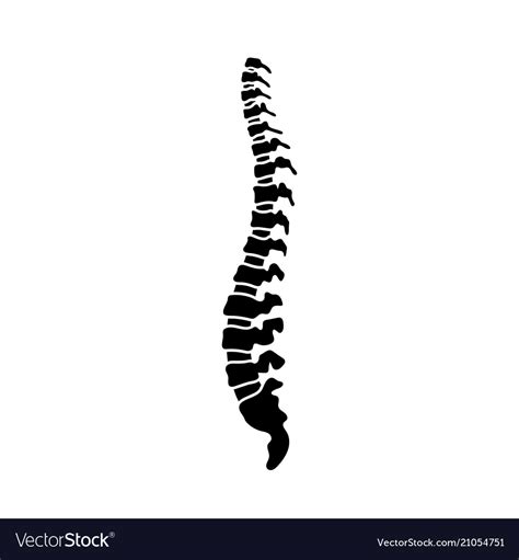 Human Spine Royalty Free Vector Image Vectorstock