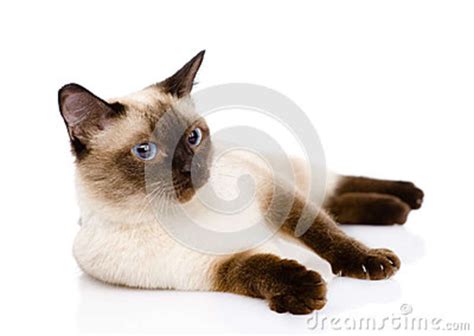 Siamese Cat On White Background Stock Image Image Of Lying Friendly