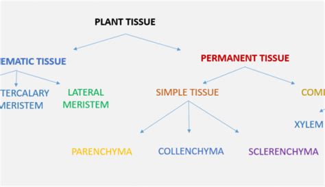 Difference Between Plant And Animal Tissue Definition