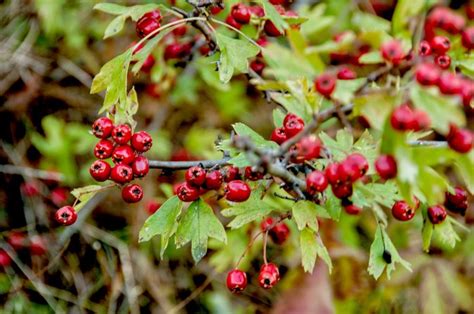 Hawthorn Berry Herb As A Diuretic Livestrongcom