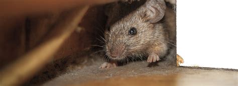 Field mouse has a body that is covered with a layer of fur; How To Get Rid of Rodents In Garden | Ehrlich Pest Control