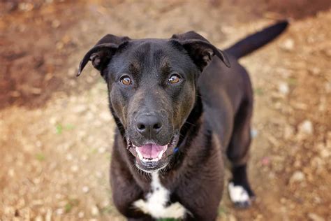 German Shepherd Lab Mix The Two Most Popular Dogs In One