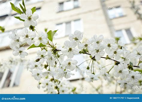 Beautiful White Cherry Blossomflowering Cherry Tree Stock Image