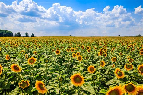 sunflower field near toronto best flower site