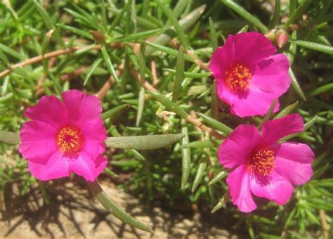 A Truly Beautiful Low Growing Ground Cover Type Plant Is Called The Portulaca Look At What Is