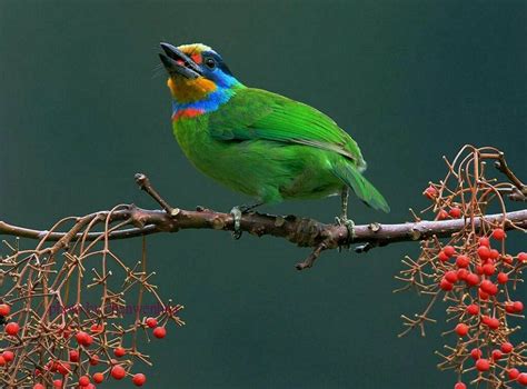 五色鳥Muller's Barbet @ Taiwan | Bird gif, Animals, Taiwan