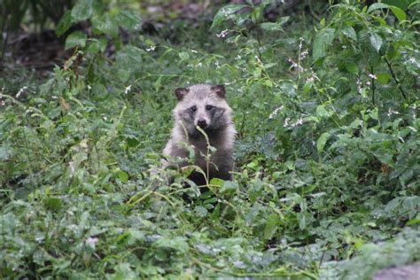 Raccoon Dog Nyctereutes Procyonoides Zoochat