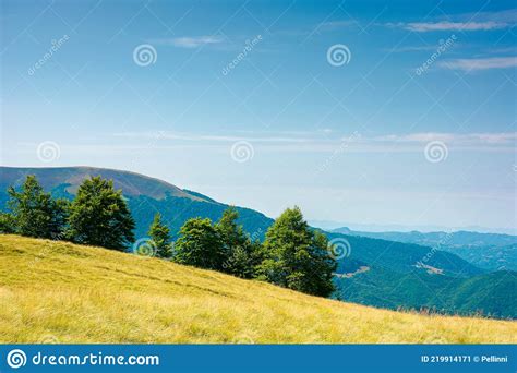 Trees On The Hillside Meadow Stock Image Image Of Hillside Lush