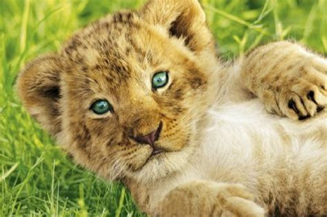 Cute Baby Lion Stock Photos And Pictures Free Download On Funnyexpo