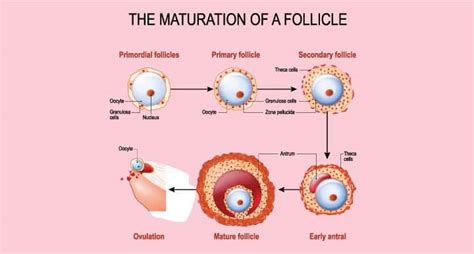 How Do Ovarian And Antral Follicles Relate To Fertility