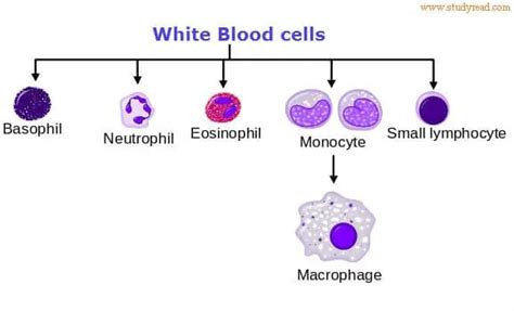 The Five Types Of White Blood Cells Biological Science Picture Images