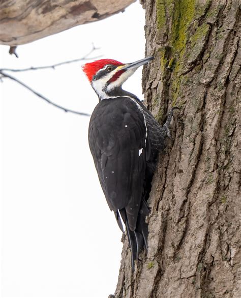 Pileated Woodpecker Male Martin Granger Flickr