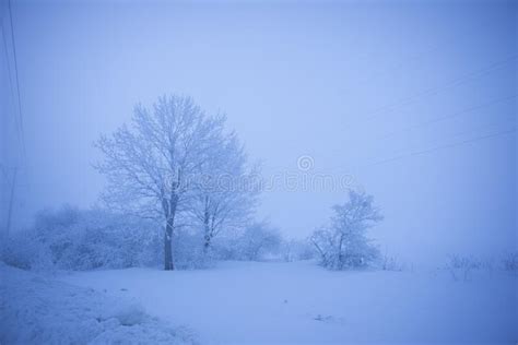 Beautiful Trees In Winter Landscape In Early Morning In Snowfall Stock