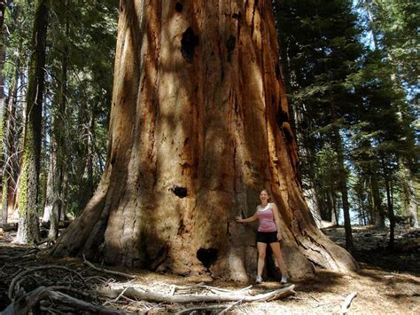 Tronco De Secuoia Sequoia National Park National Parks World