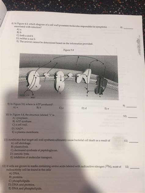 Such as cytoplasmic inclusions and cell organelles. Solved: 8) In Figure 4.3, Which Diagram Of A Cell Wall Pos ...
