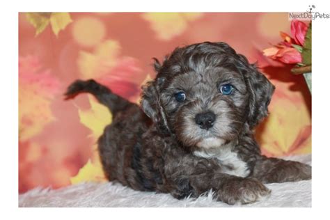 If you have visited us before, and would like to skip straight to our puppy page, click here. Wrigley: Cockapoo puppy for sale near Sioux City, Iowa ...