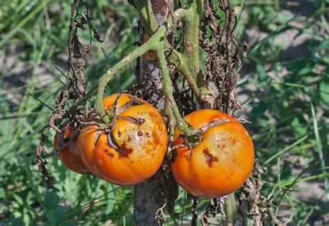 What Causes Black Spots On Tomatoes And How To Treat Them Gardening