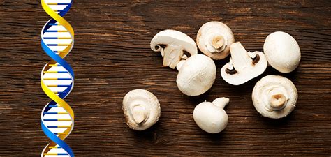 New Genetically Modified Crispr Mushroom Bypasses Usda Regulations
