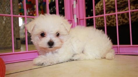 Lovable Tcup Maltese Puppies For Sale In Atlanta Ga At Puppies For
