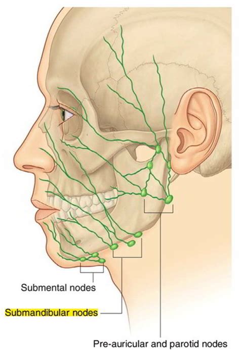 Easy Notes On 【submandibular Lymph Nodes】learn In Just 3 Mins