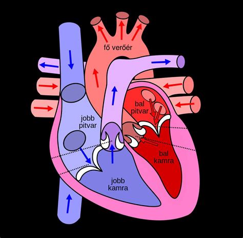 Human Heart Diagram For Kids