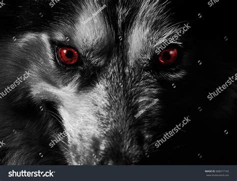 Black Wolf Red Eyes：超過 1301 張已獲授權的免版稅庫存照片 Shutterstock