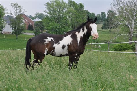 Fileovero Paint Horse By Bonnie Gruenberg