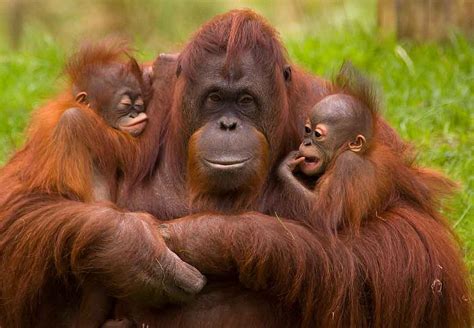 Dan aku belum mempunyai pacar. Expertos descubren que, como los humanos, los orangutanes ...