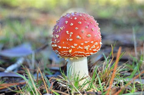 Fungi. | Fly Agaric Fungi. (Amanita musaria) | Laurie Boyle | Flickr