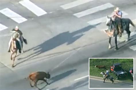 Video Shows Cowboys Chasing Runaway Cow Down Busy Highway