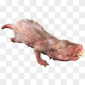 Naked Mole Rat Transparent Hd Png Download Vhv