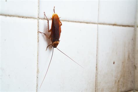 3 Types Of Common Bugs In Your Bathroom And Kitchen Florida Edition