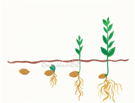 Seed Plants Clipart 20 Free Cliparts Download Images On Clipground 2024