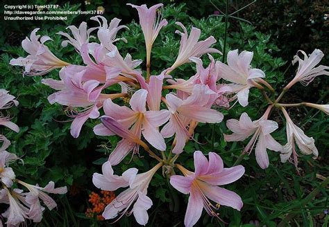 PlantFiles Pictures Lycoris Species Magic Lily Naked Lady Resurrection Lily Surprise Lily