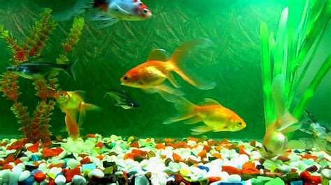 3d Aquarium Wallpaper 52 Images