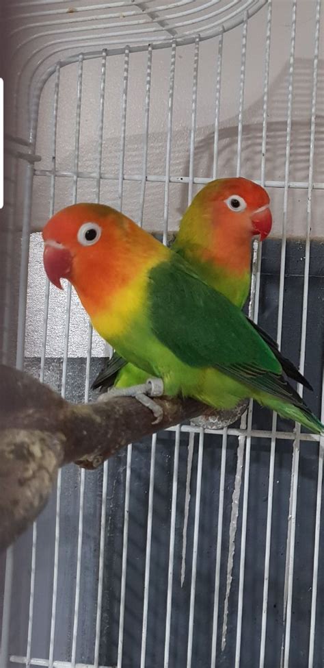 Lovebirds are small african parrots that are named after the affectionate, strong, monogamous pair bonds they form with their chosen mate. Stunning pair of Fischer lovebirds | Telford, Shropshire ...